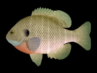 Fish - input image