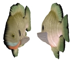 Fish - our back depth estimate, textured